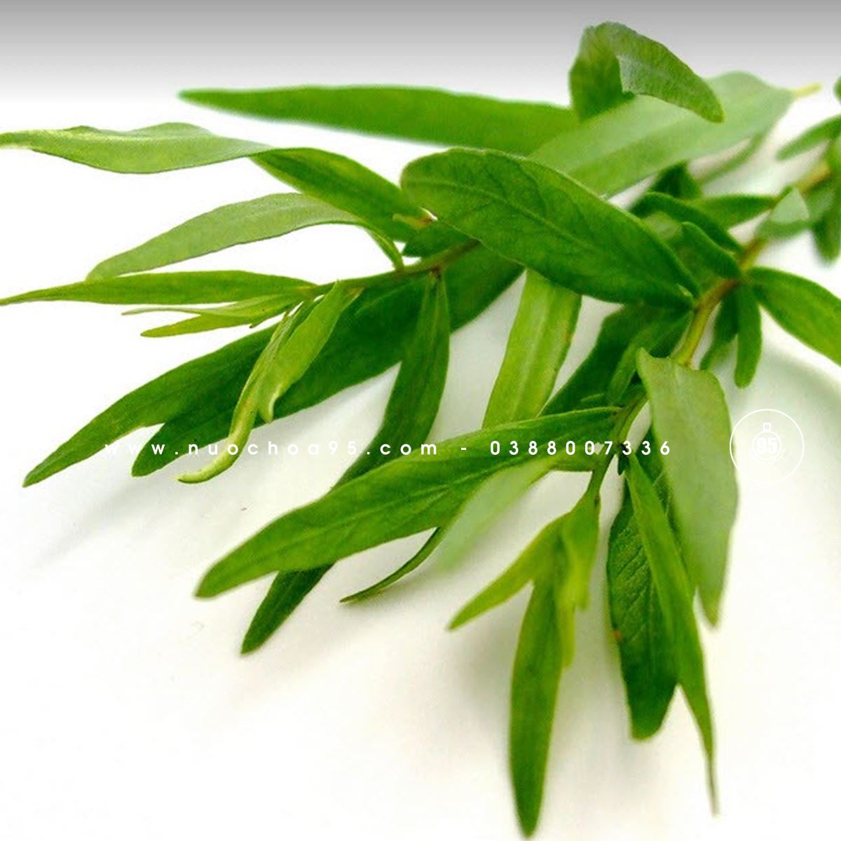Cây ngải dấm (Tarragon)